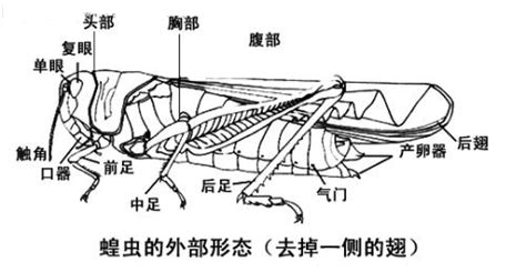 蚱蜢燙|蝗蟲(直翅目蝗科動物的統稱):主要種類簡介,形態特徵,生活史及習。